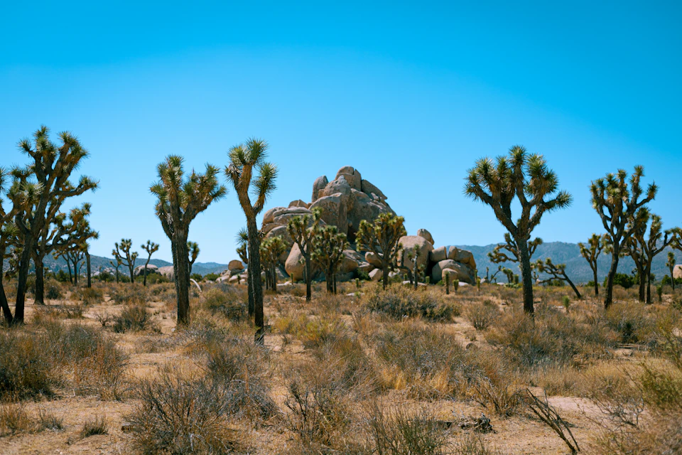 The image depicts a desert landscape with a large rock formation in the center, surrounded by trees and shrubs. The sky above is clear blue, providing a striking contrast to the earthy tones below. In total, there are eight trees visible, some of which have grown taller than others, creating a sense of depth and perspective within the scene.