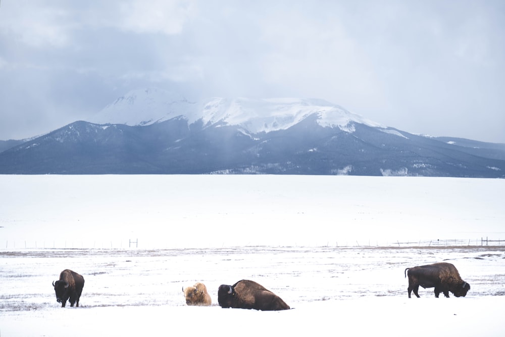 a herd of bison standing on top of a snow covered field