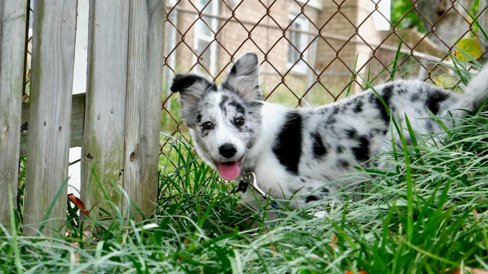 a black and white dog standing next to a fence