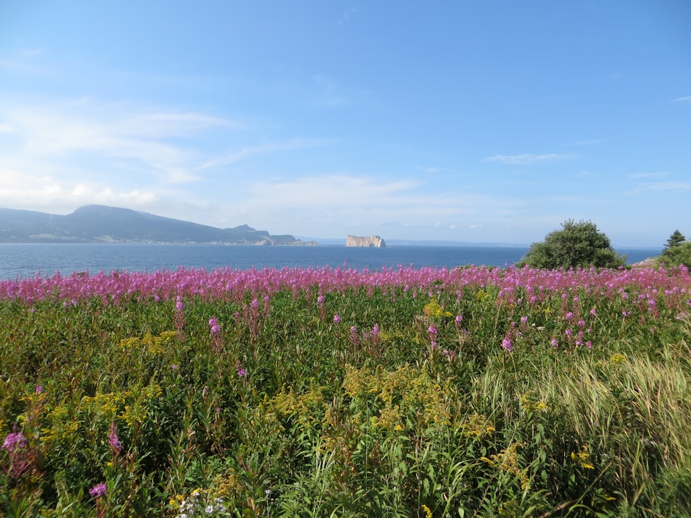 a field of wildflowers with a body of water in the background