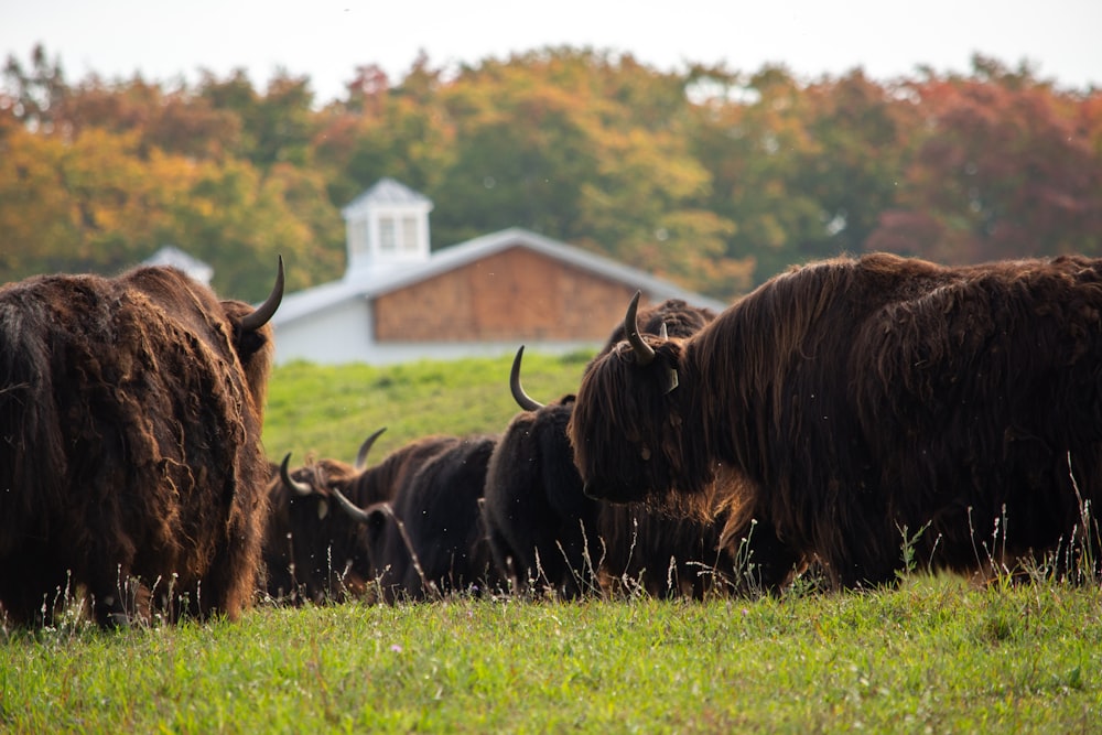 a herd of bison standing on top of a lush green field