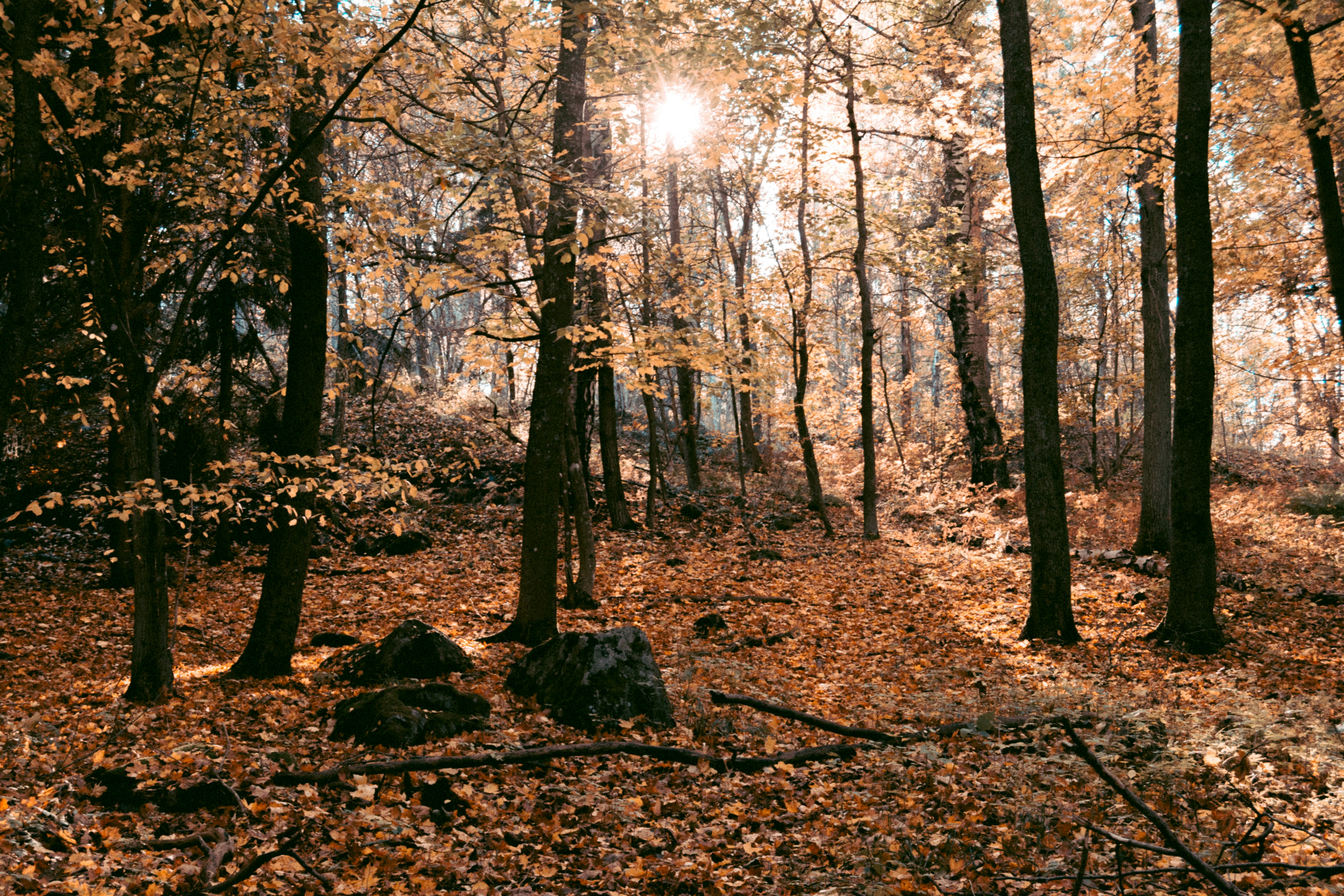 Photo by karljkhedin