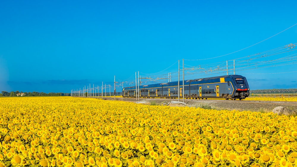 a train traveling through a field of sunflowers