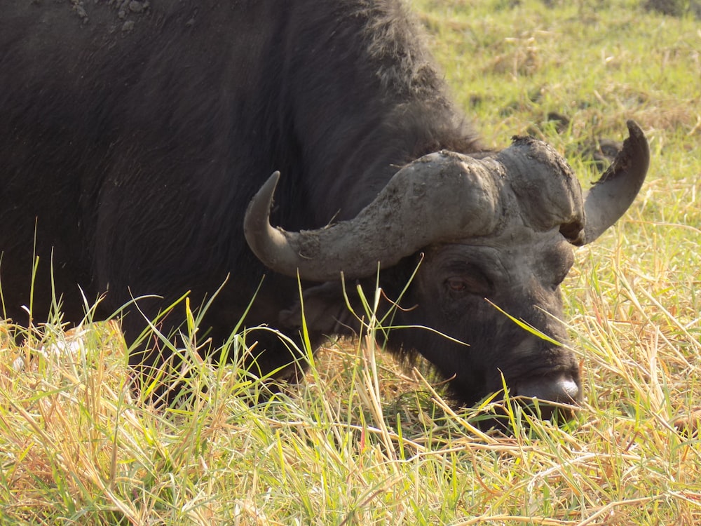 a bull with horns grazing in a grassy field