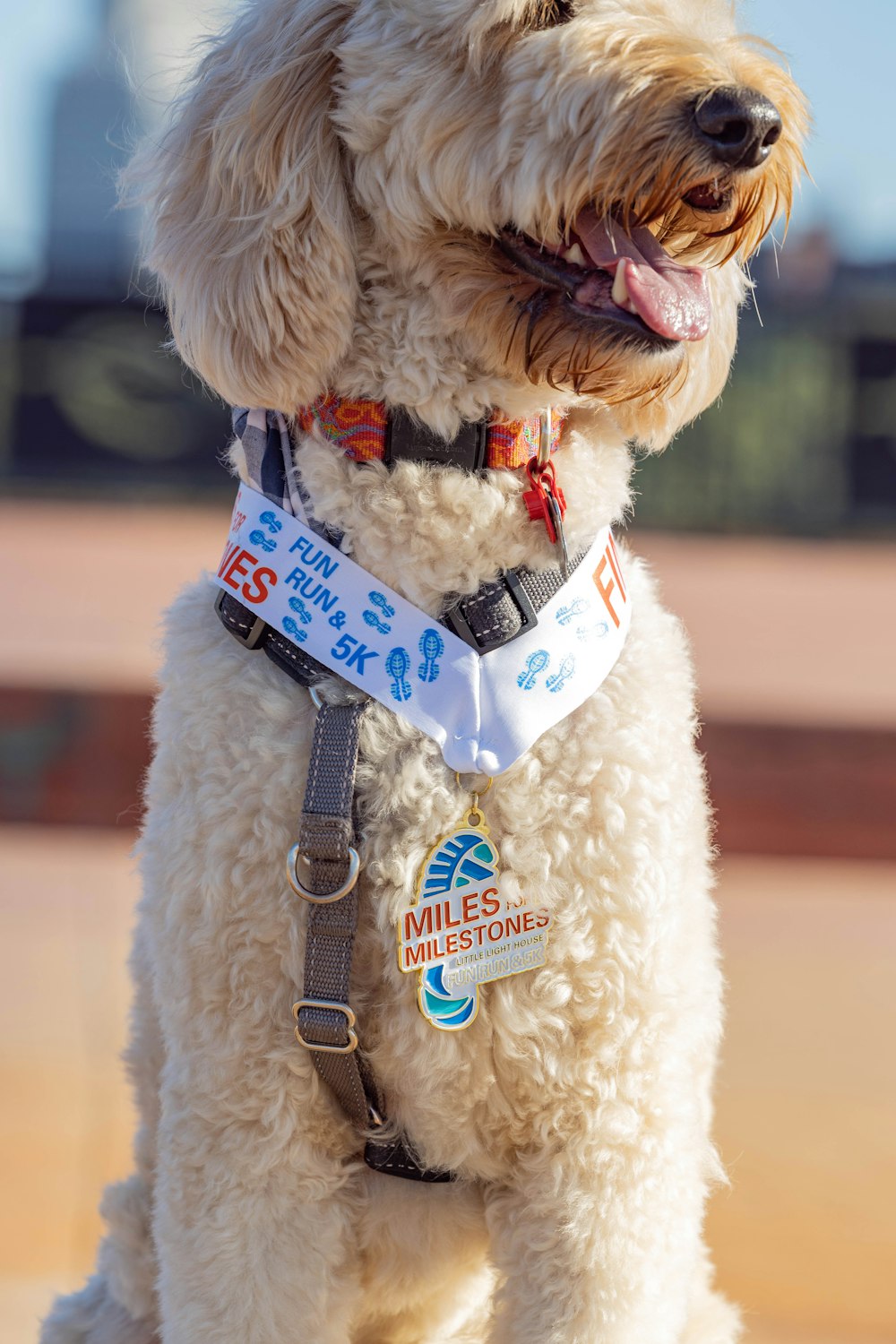 a white dog with a name tag on it's collar