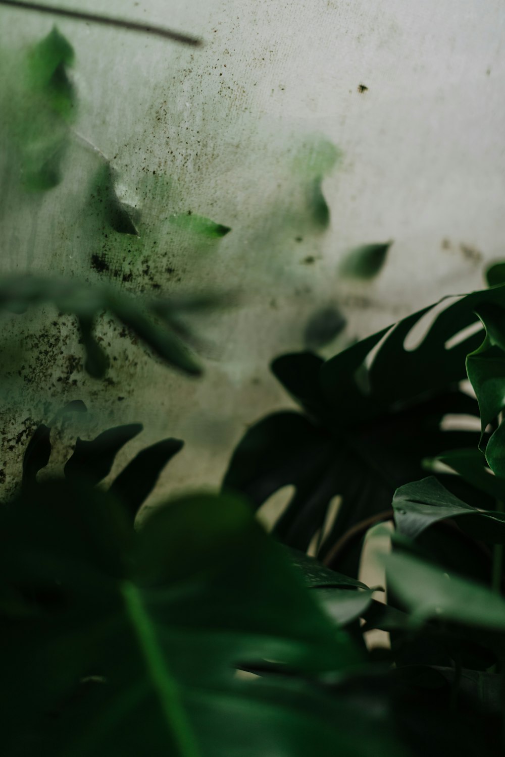 a close up of a green plant