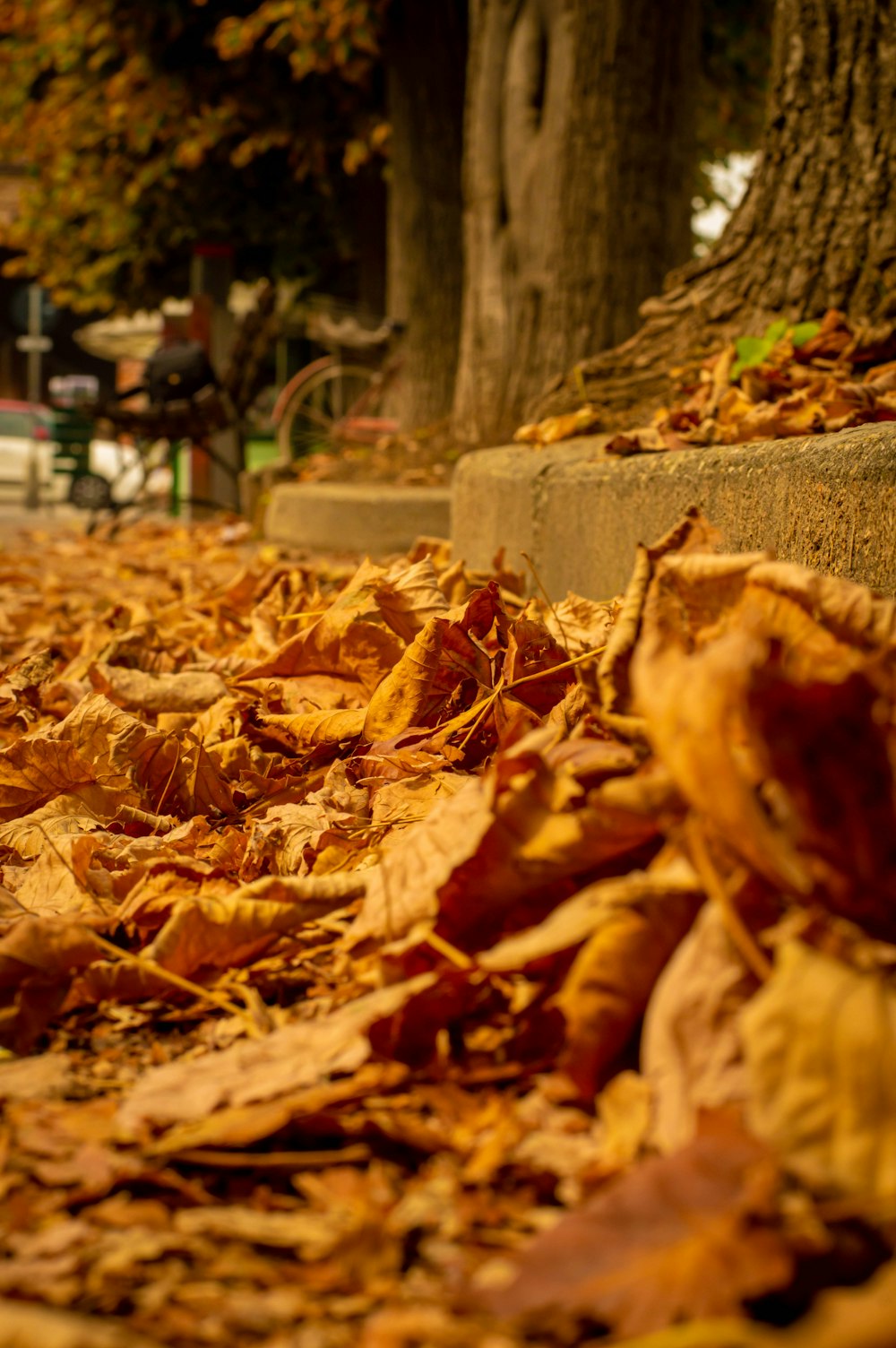 a pile of leaves on the ground next to a tree