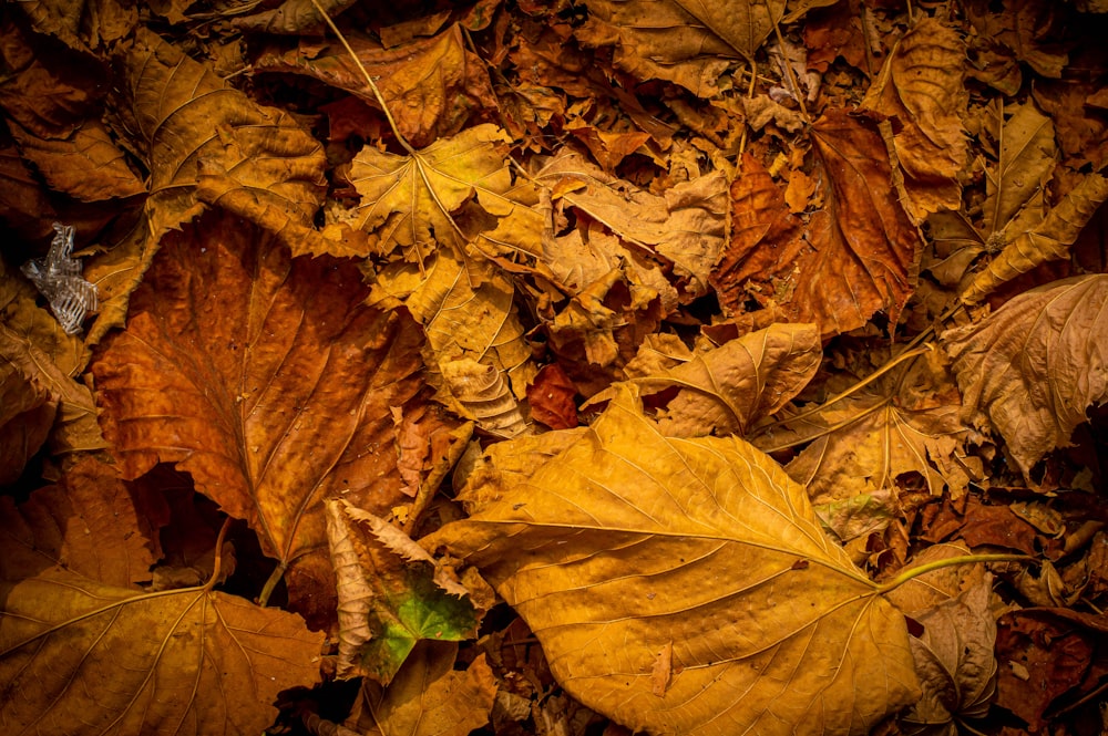 a bunch of leaves that are laying on the ground