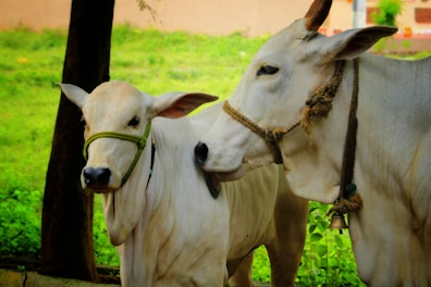 a couple of white cows standing next to each other