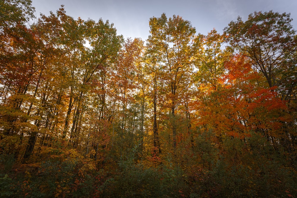 a forest filled with lots of trees covered in leaves