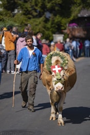 a man walking a cow down a street