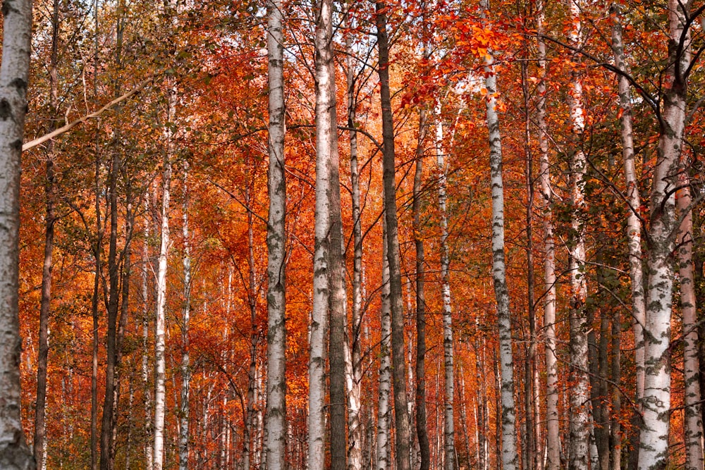 a forest filled with lots of tall trees