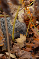 a hedgehog hiding in the leaves of a bush