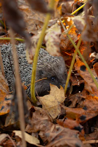 a hedgehog hiding in the leaves of a bush