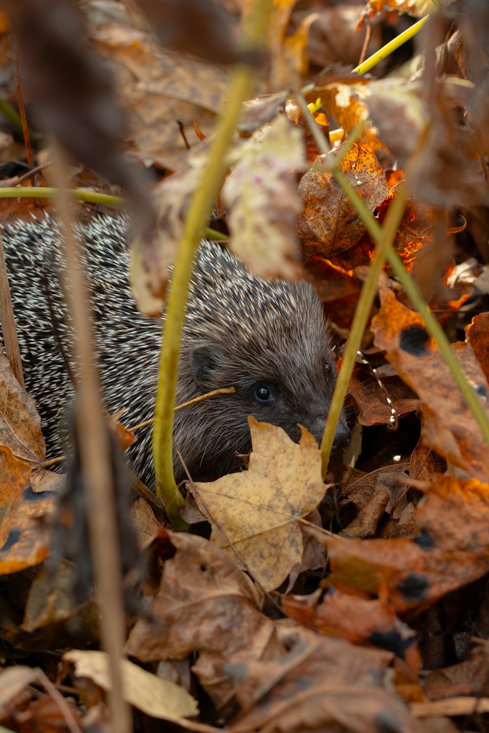 a hedgehog hiding in the leaves of a bush