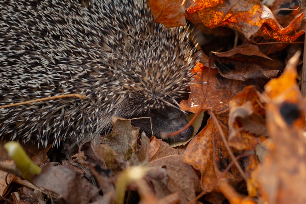 a hedgehog walking through a pile of leaves