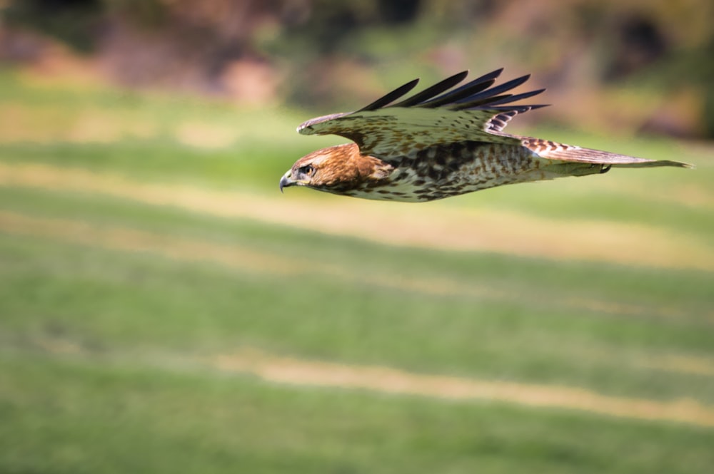 a bird flying over a lush green field