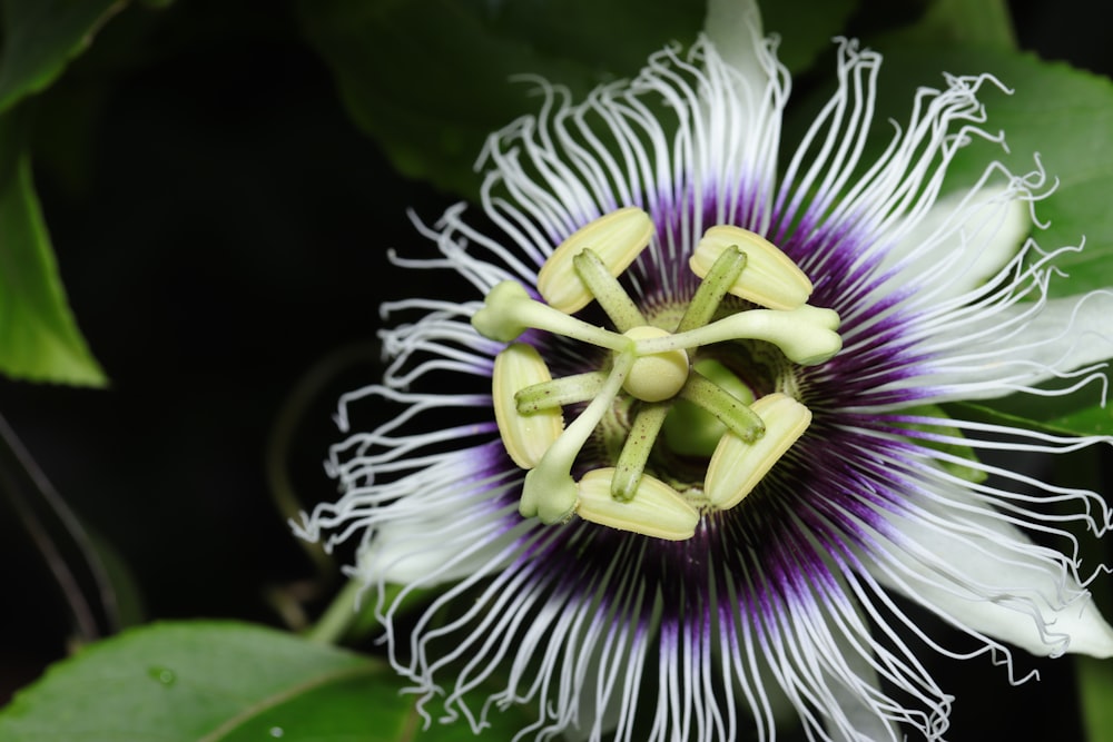 a white and purple flower with green leaves