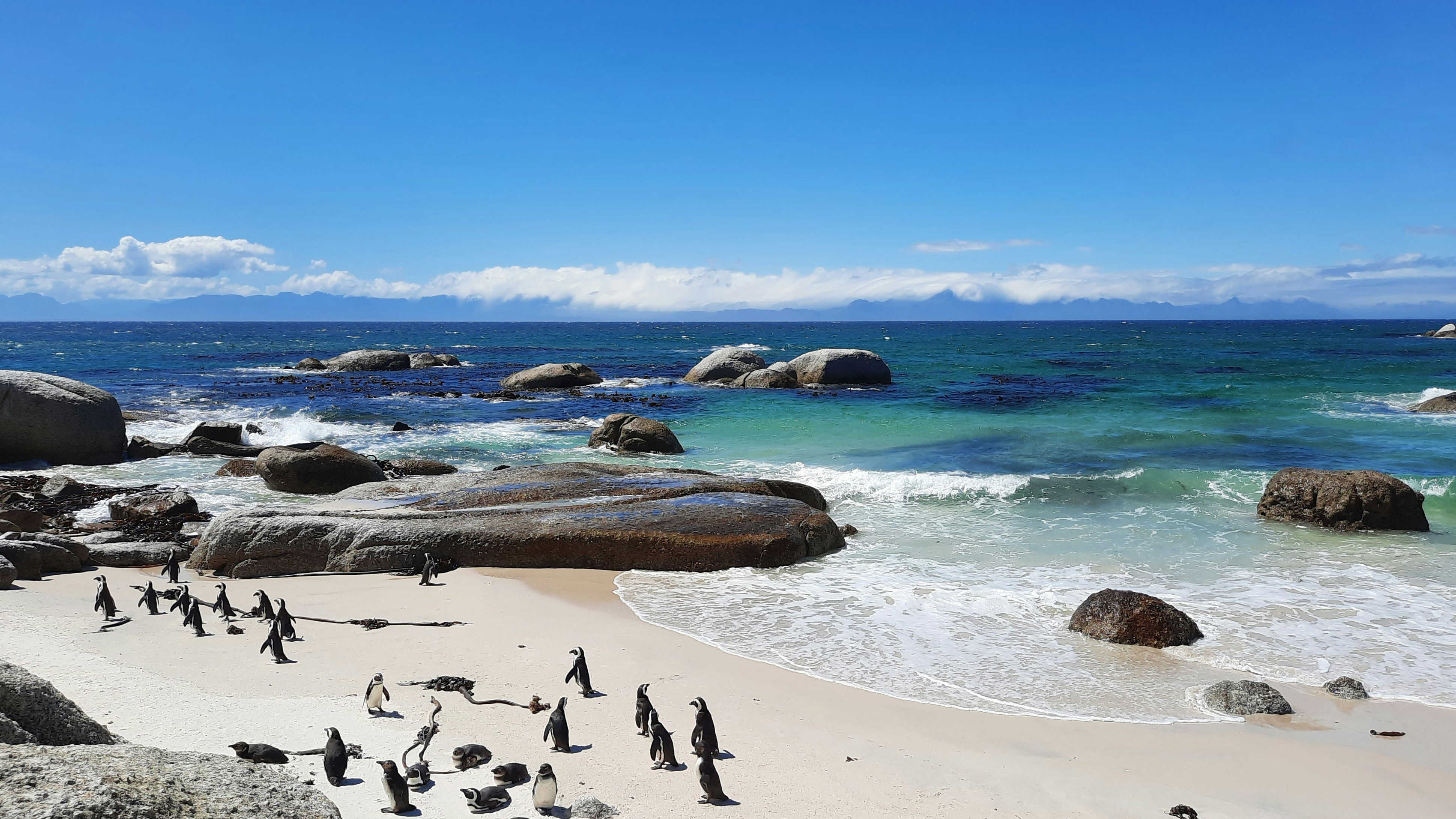 a group of penguins standing on top of a sandy beach