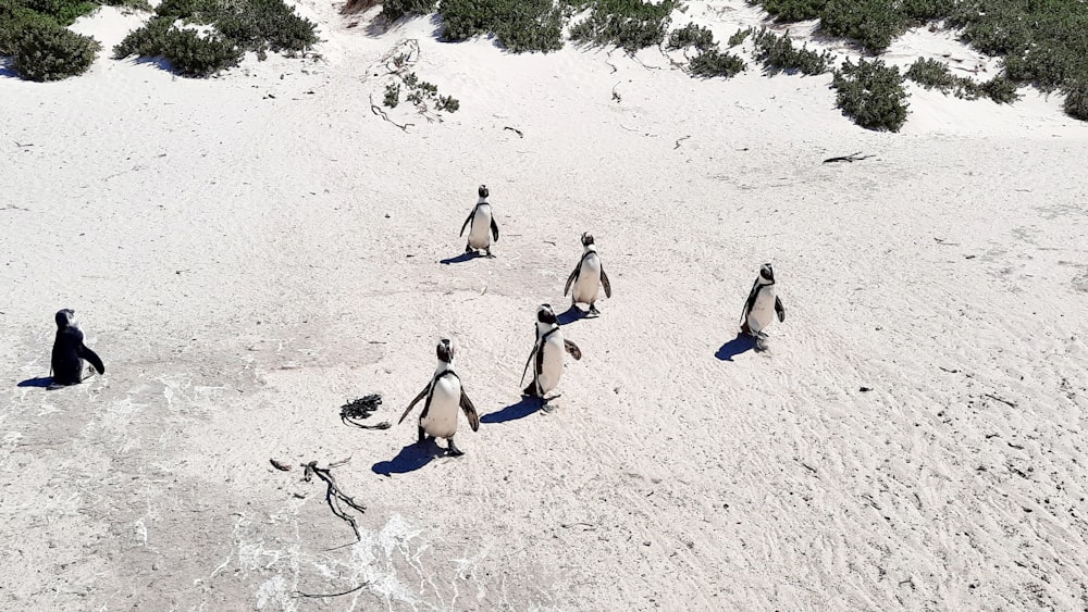 a group of penguins walking across a sandy beach