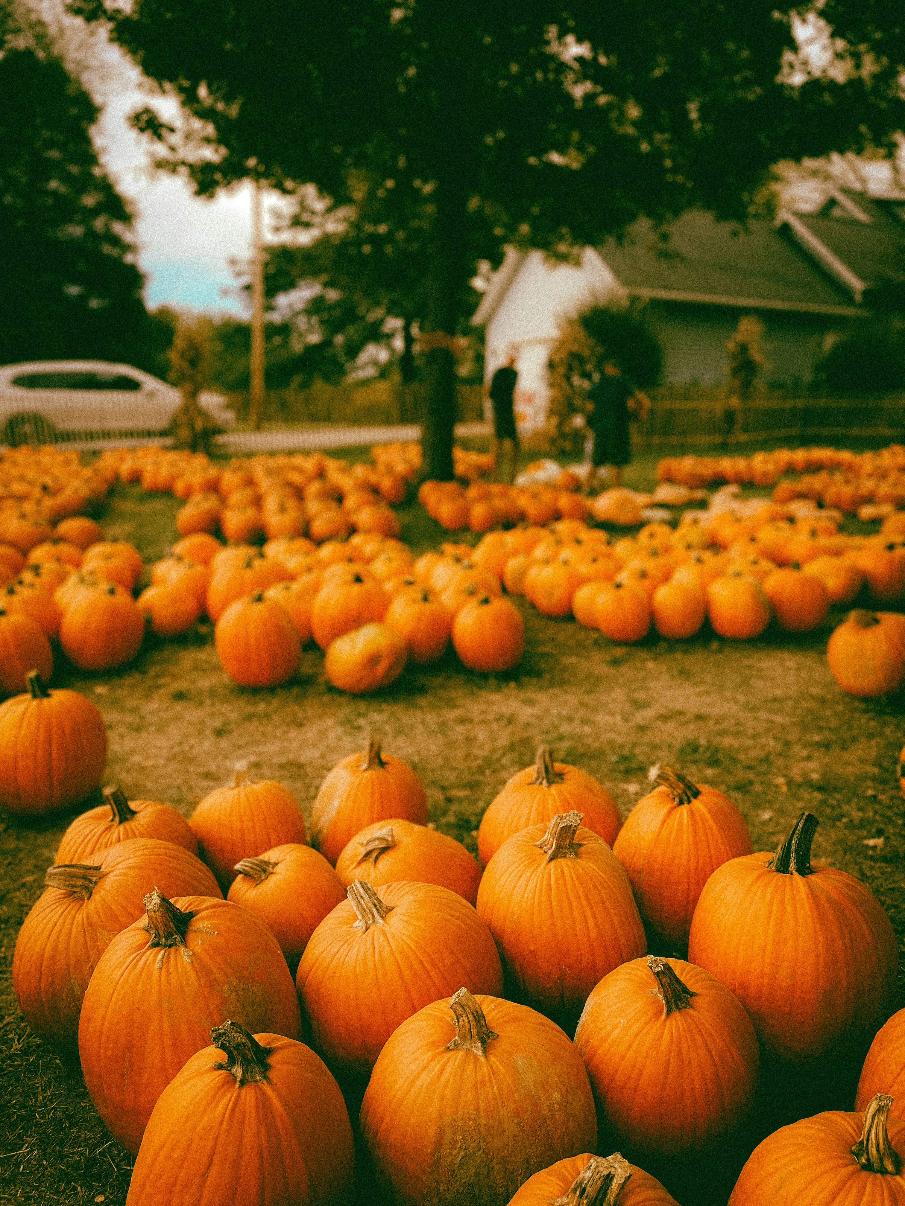 pumpkin patch.