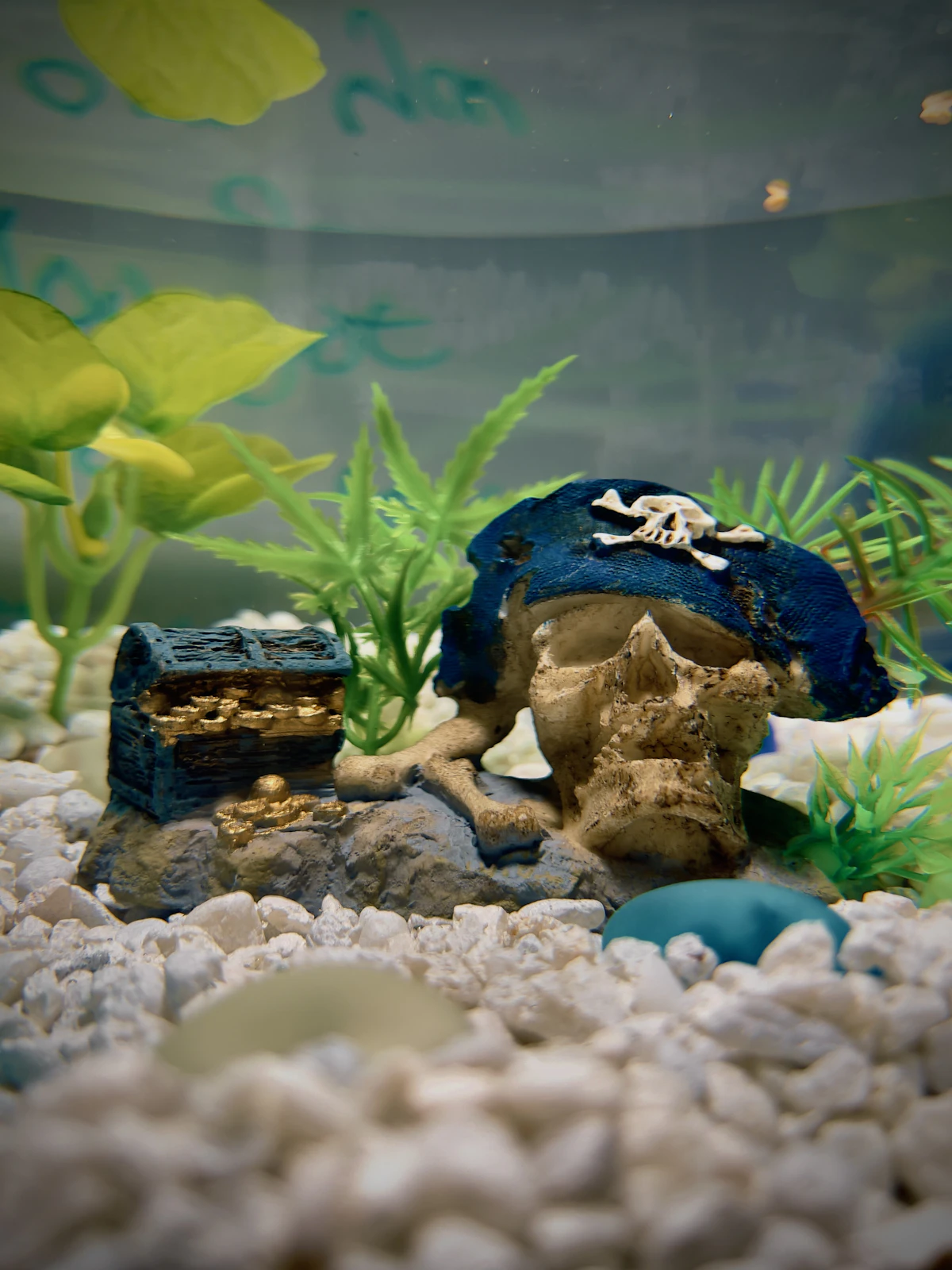 River Tank สำหรับไทย: คู่มือเริ่มต้นตู้ลำธารให้สวย ทน และดูแลง่าย