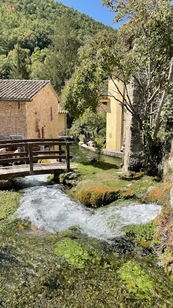 a small stream running through a lush green forest