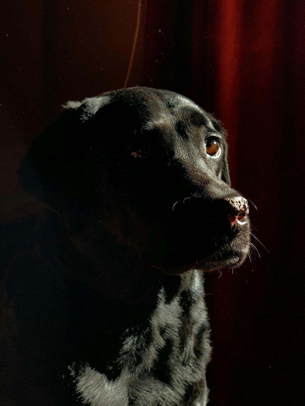 a black dog sitting in front of a red curtain