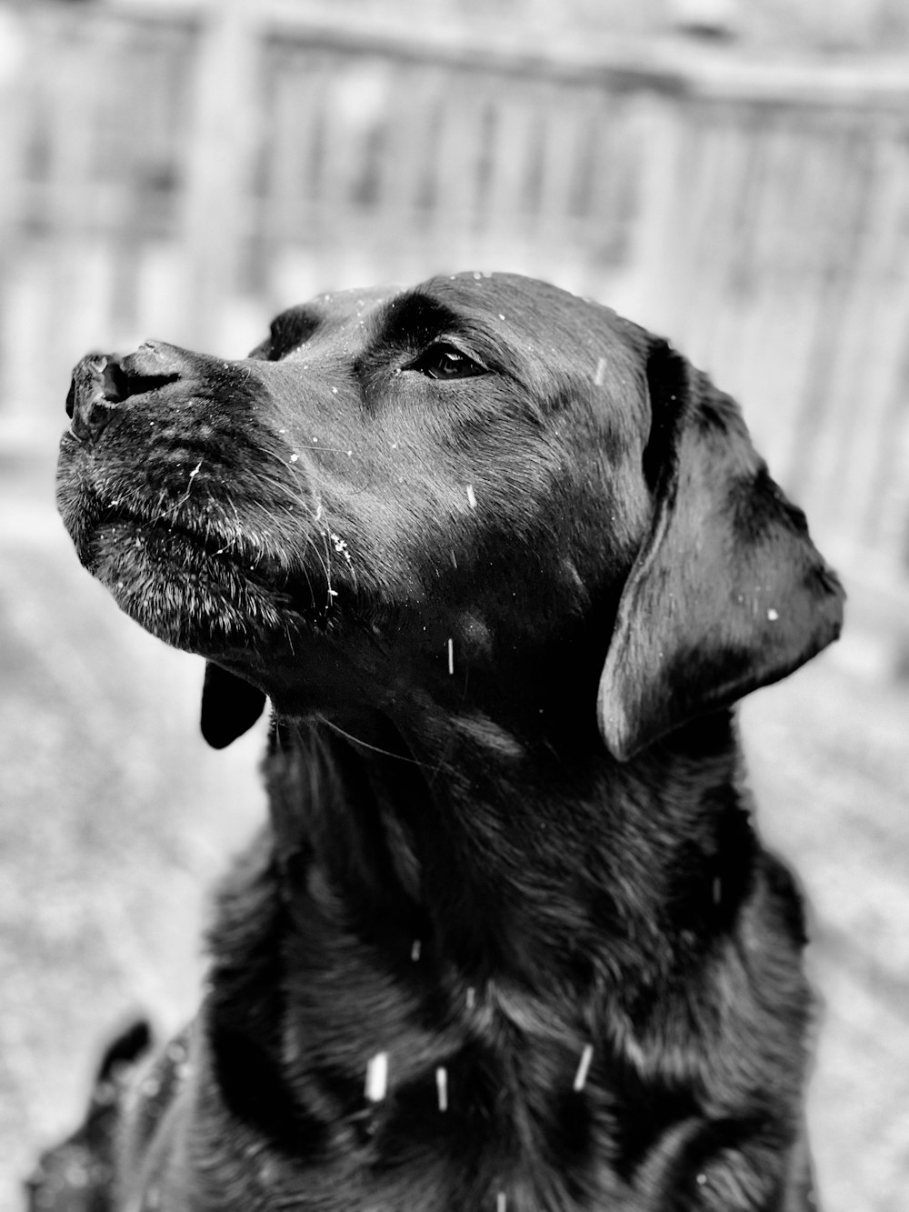 a close up of a dog looking up at something