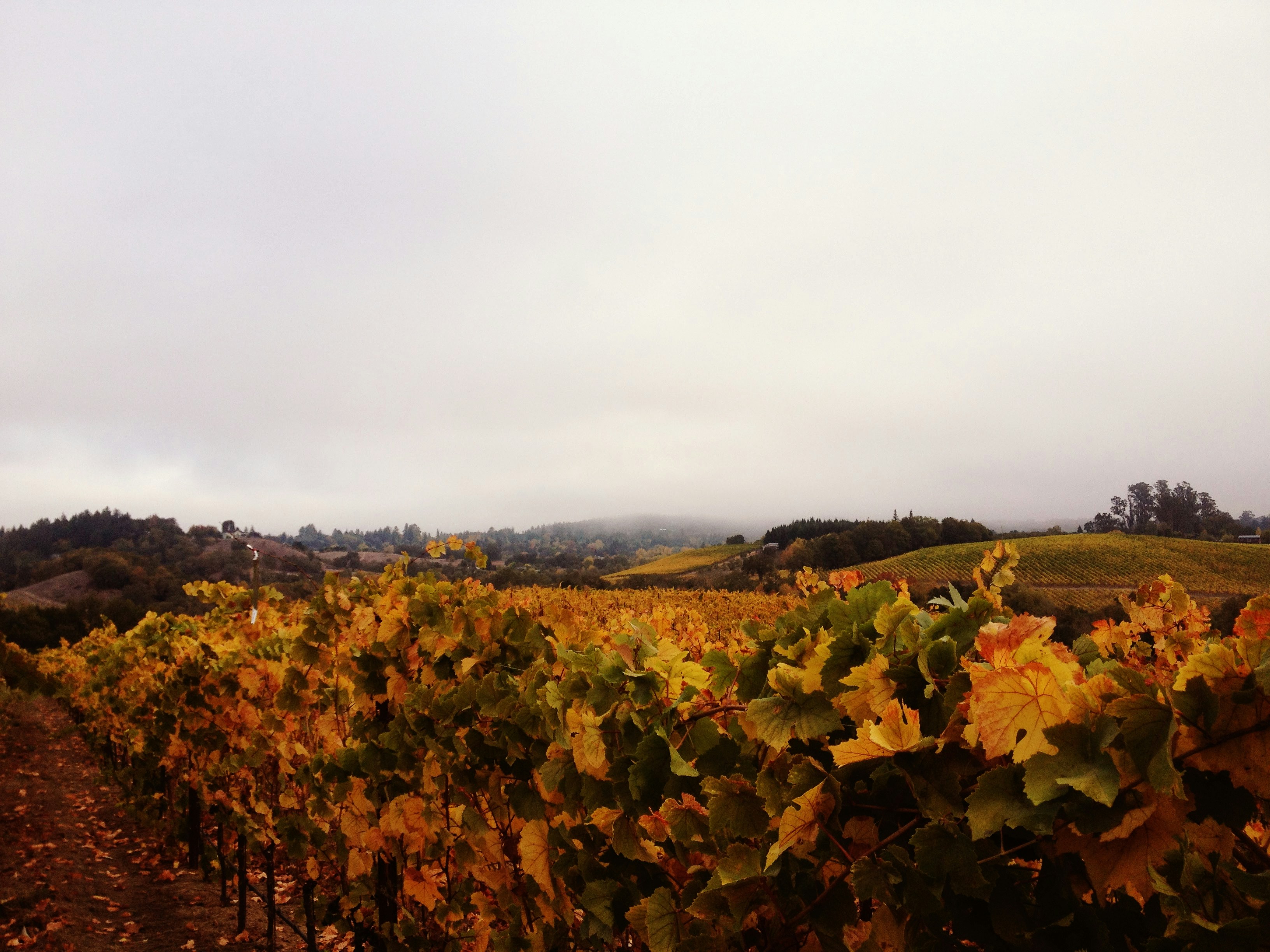 a bunch of vines that are in a field, Leaving Work... fog softening the hillside, moody but colorful