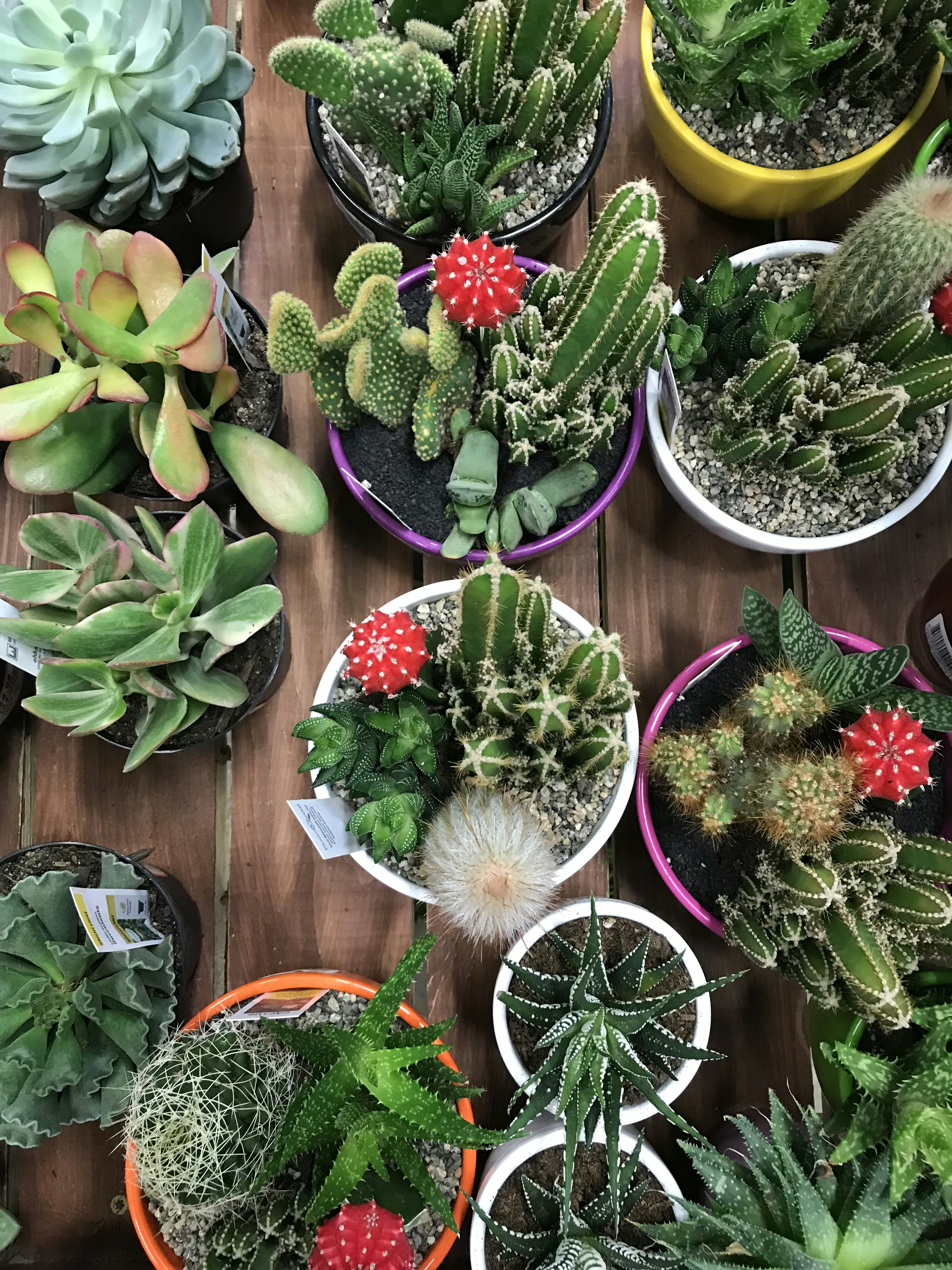 Exquisite Potted Plant Compositions