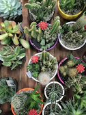 A cluster of colorful succulents arranged artistically on a wooden table.