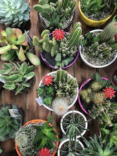 A collection of colorful succulents arranged in small pots on a wooden shelf.