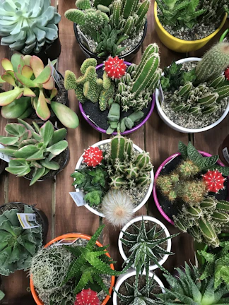 A cluster of colorful succulents arranged artistically on a wooden table.