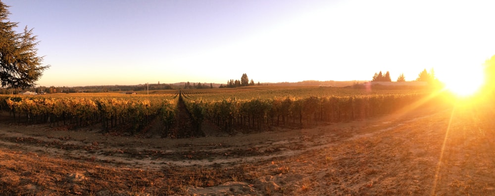 the sun is setting over a corn field