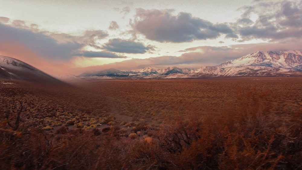 a field with a mountain in the background