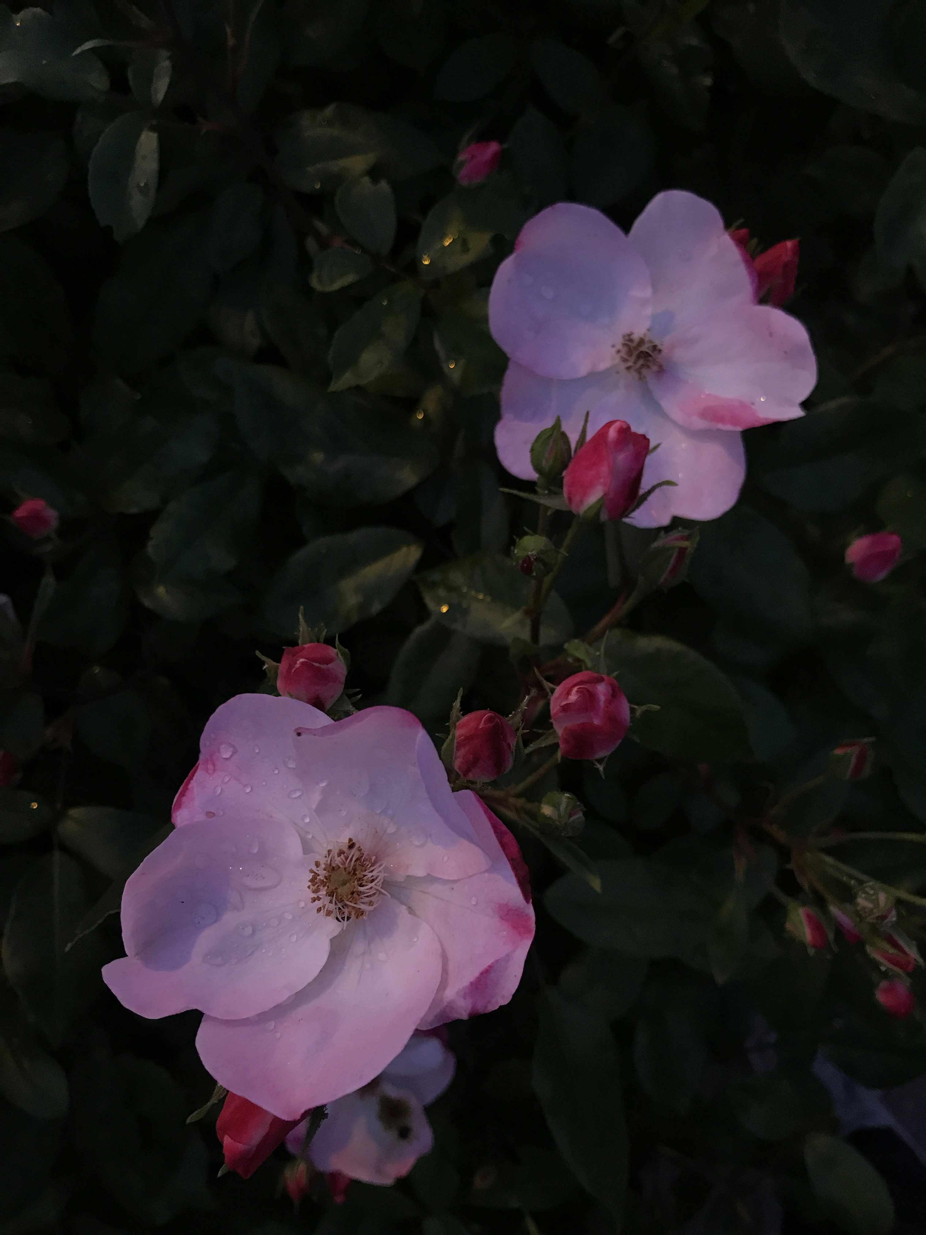 Photo by louwechsler