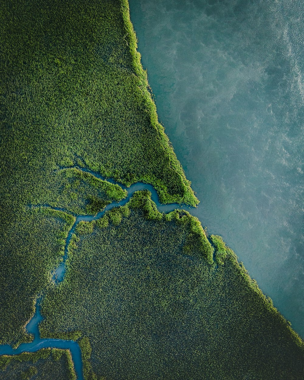 Un río que atraviesa un frondoso bosque verde