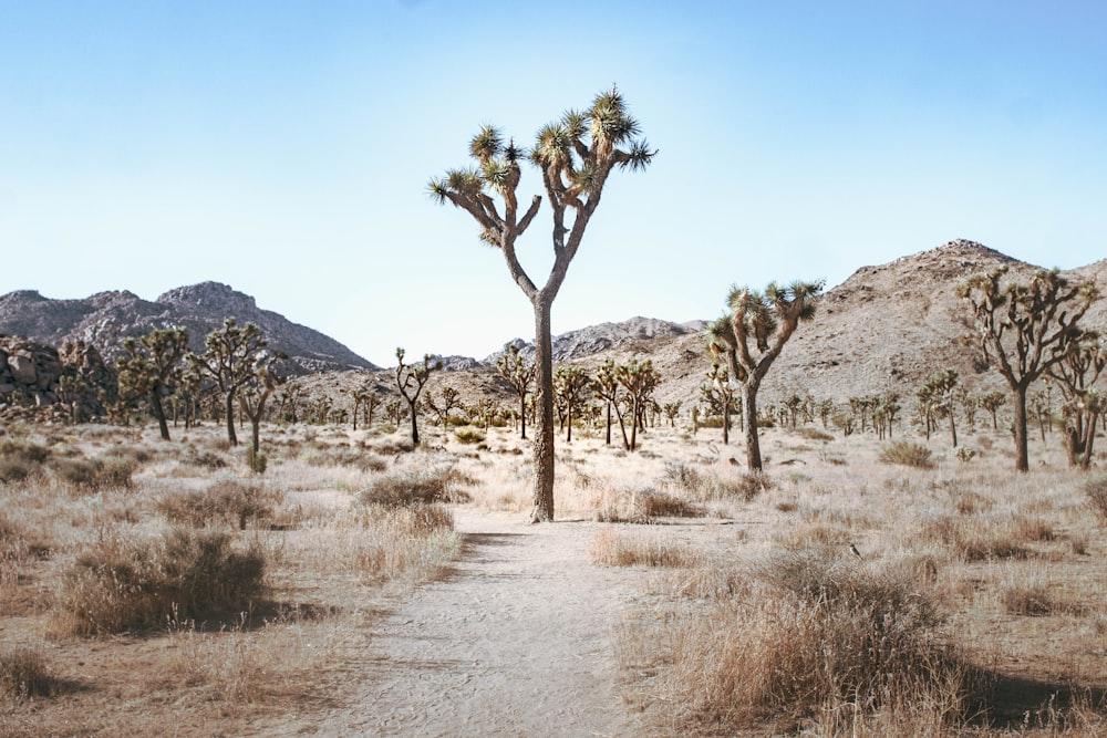 a dirt path in the middle of a desert