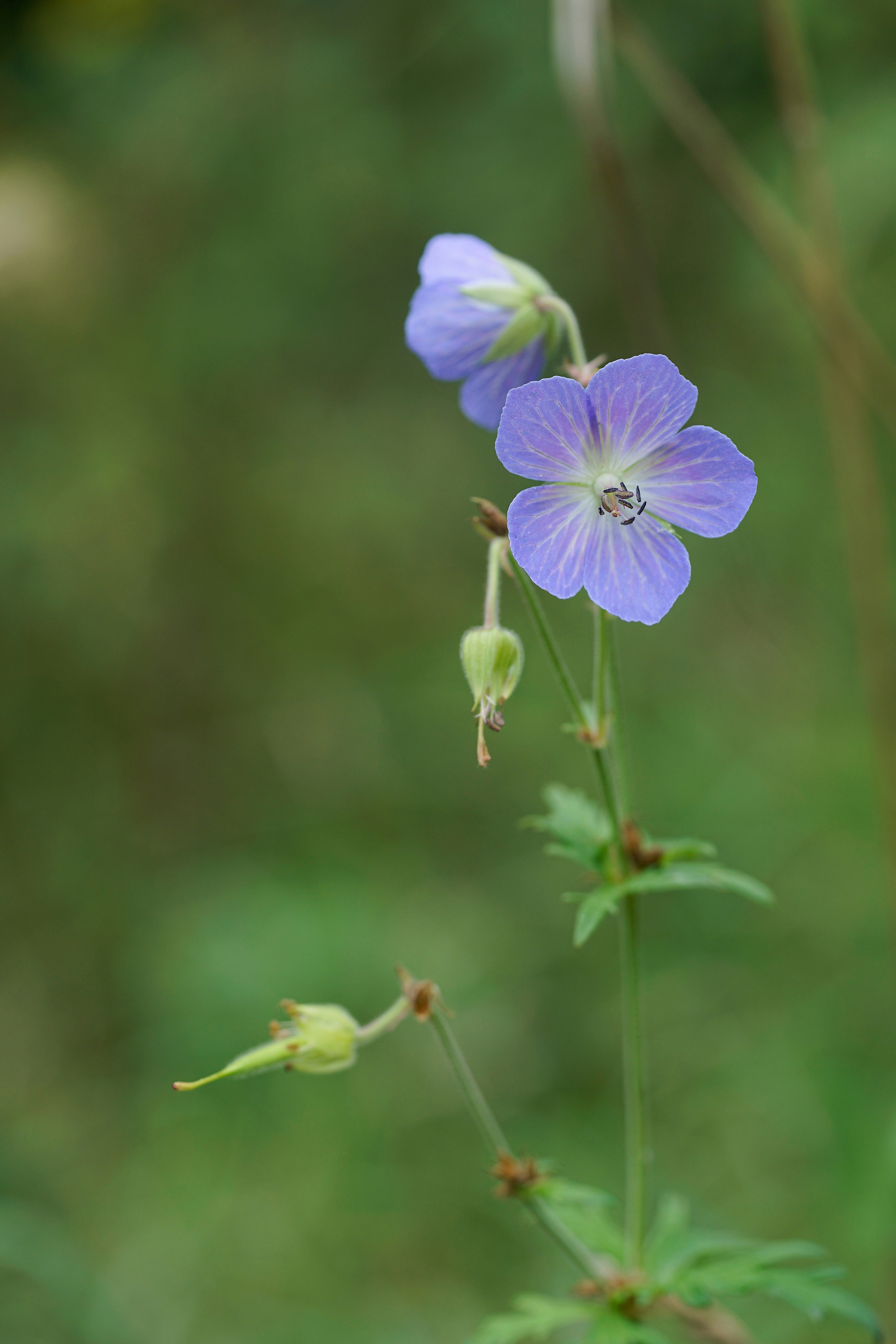 Photo by wolfgang_hasselmann