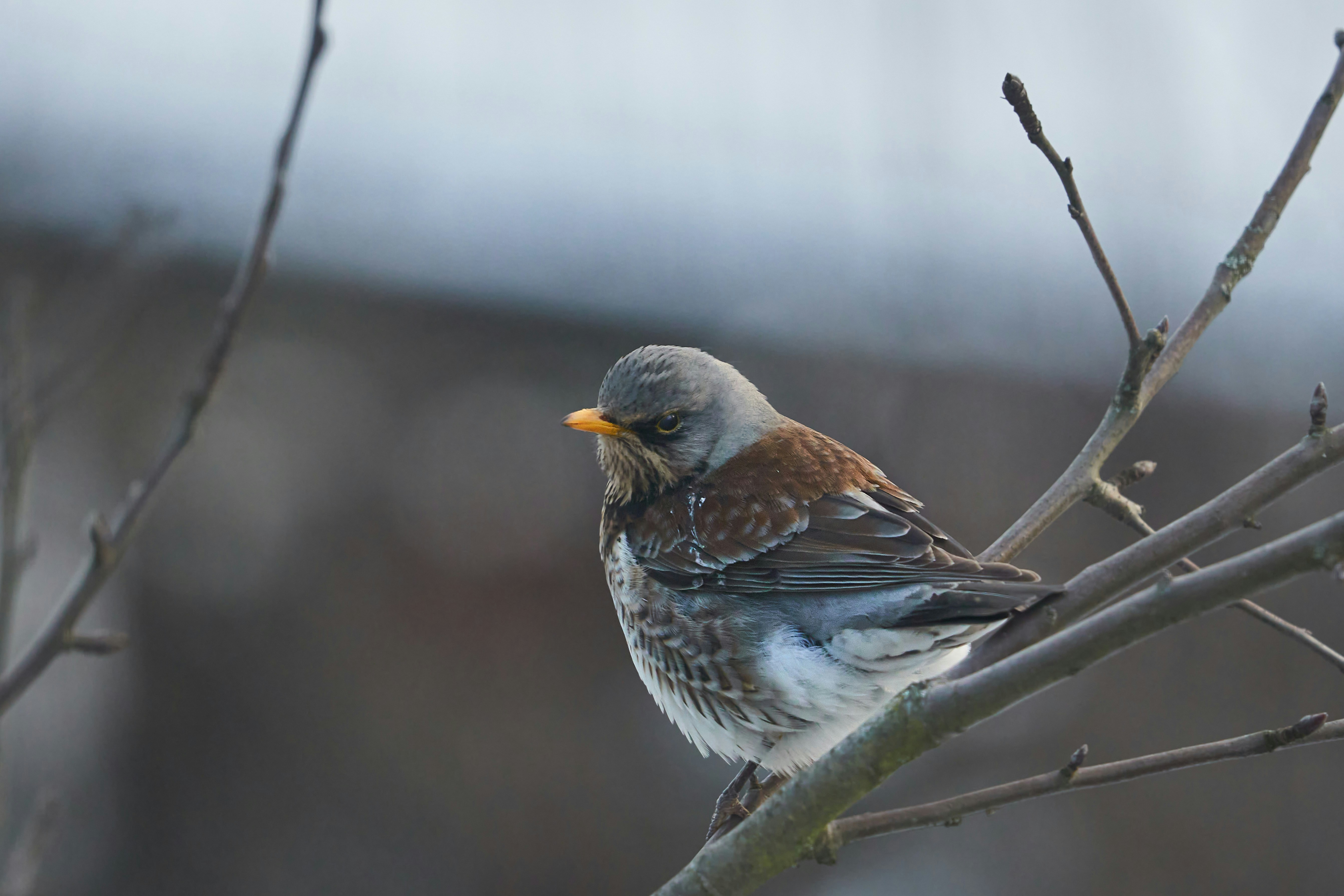 Photo by wolfgang_hasselmann