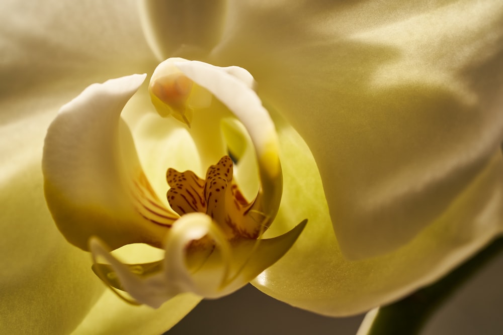 a close up of a yellow and white flower