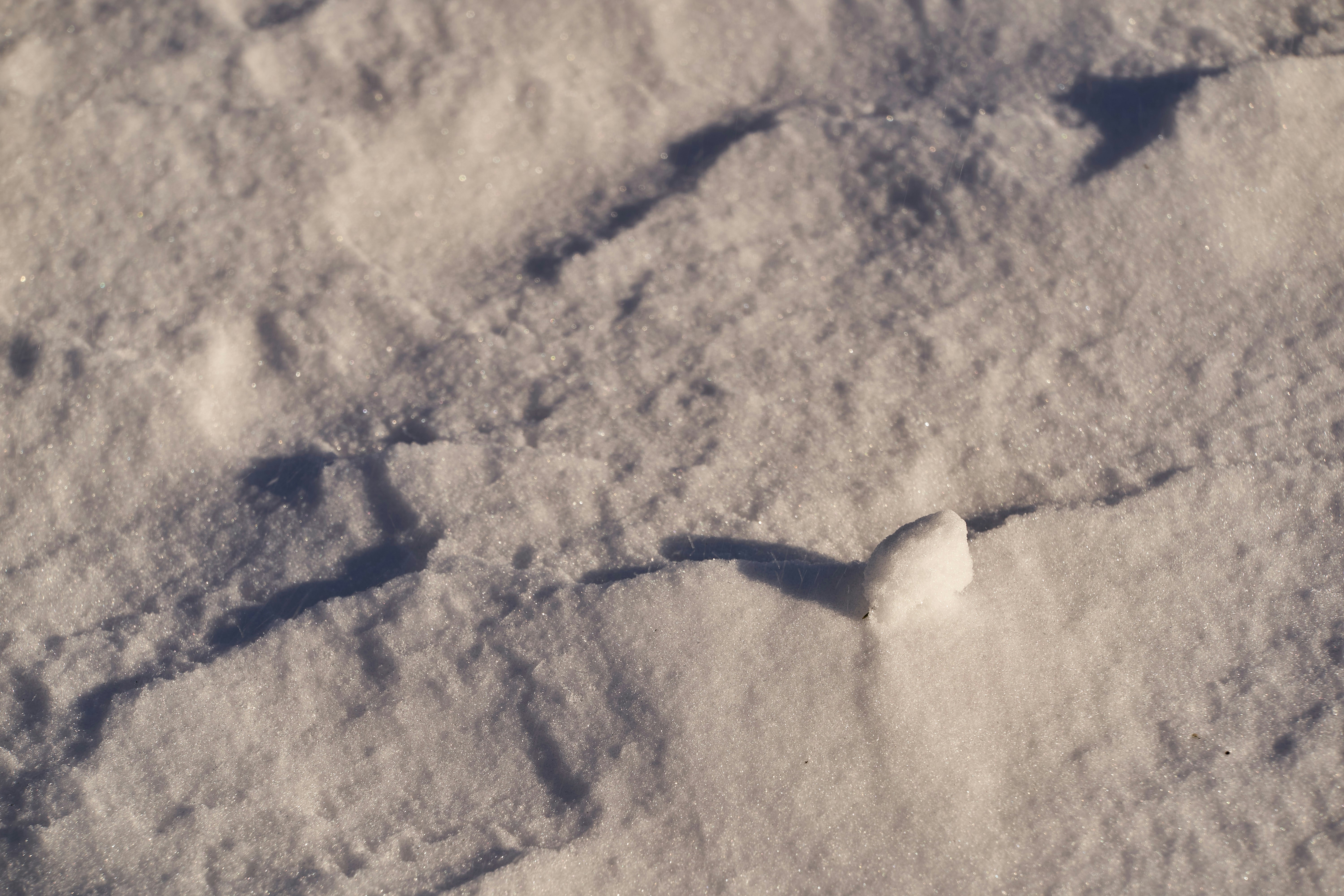 Photo by wolfgang_hasselmann