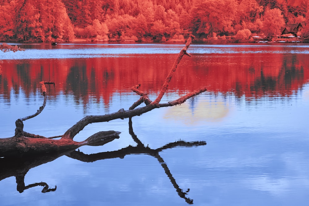 a tree branch in the water with red trees in the background