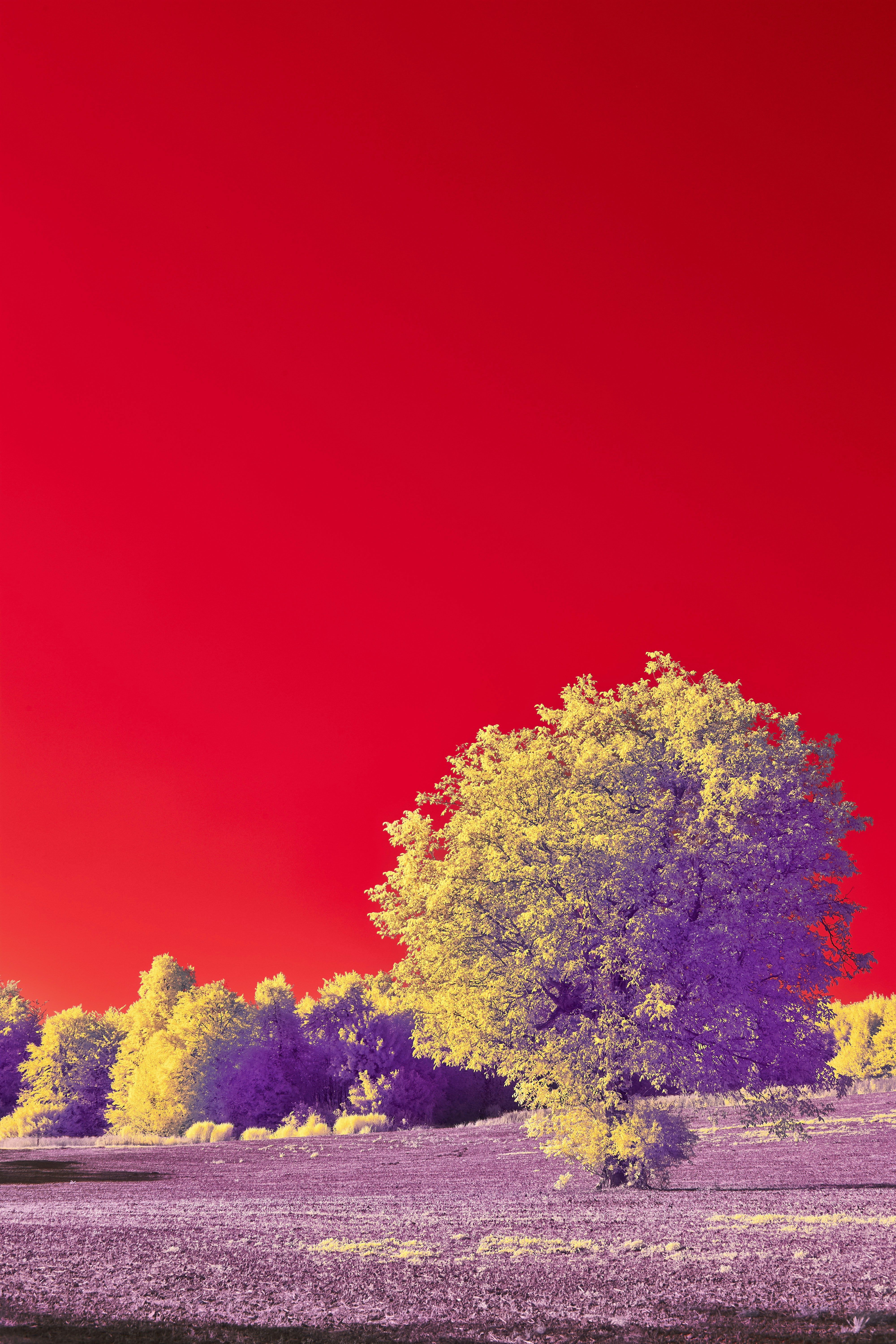 Photo by wolfgang_hasselmann