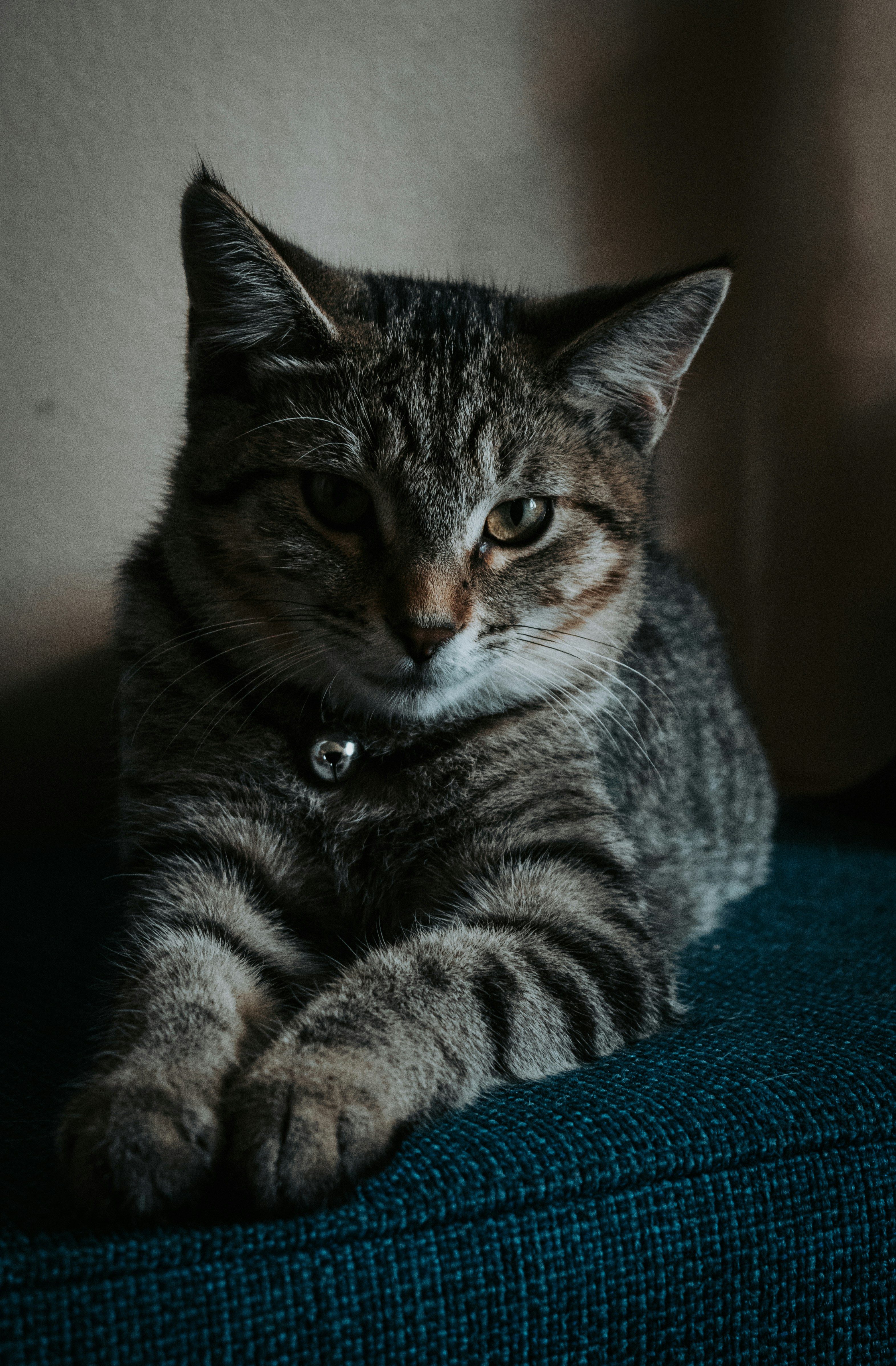 Um gato está sentado em um sofá azul foto – Imagem grátis sobre Gato na  Unsplash, image size:3000x4574