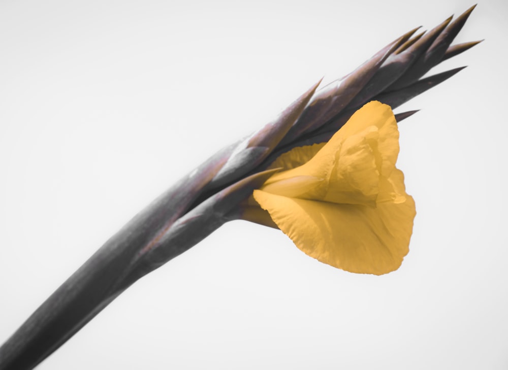 a yellow flower with long black stems sticking out of it