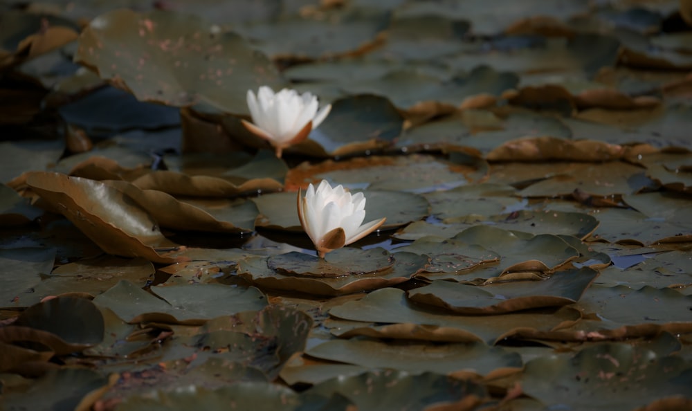 a couple of white flowers floating on top of a pond