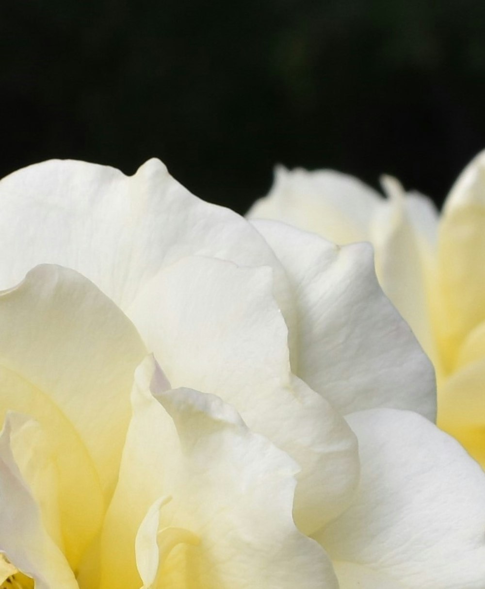 a close up of a white and yellow rose