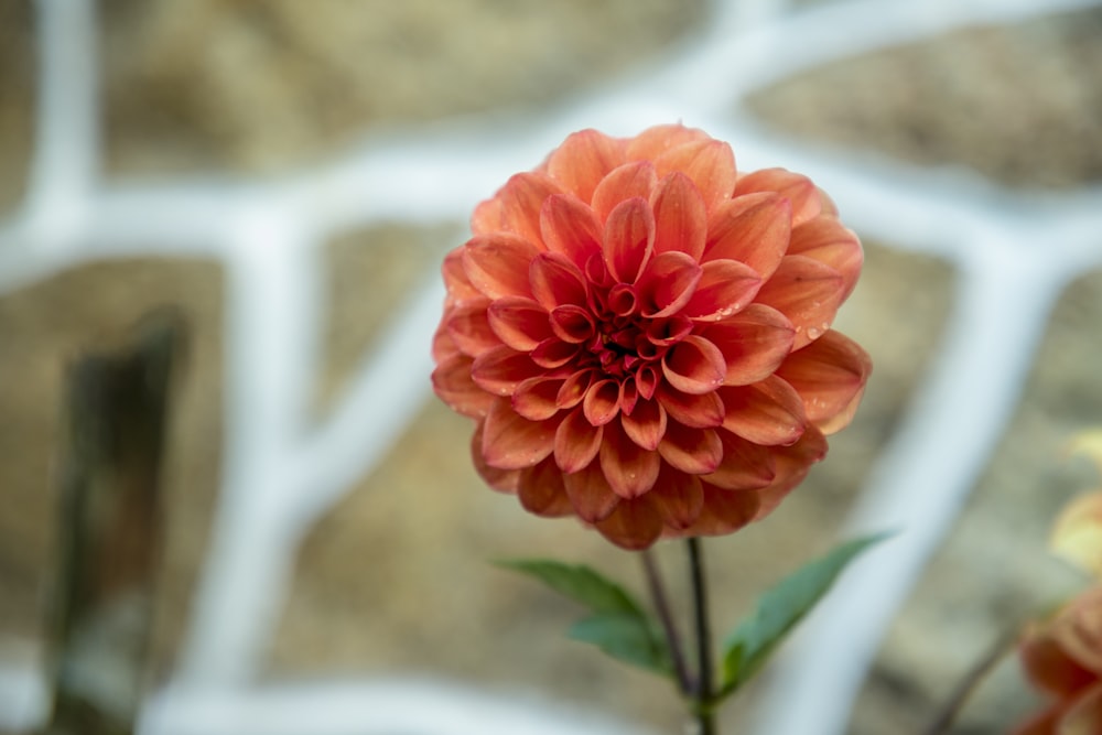 a close up of a flower near a brick wall